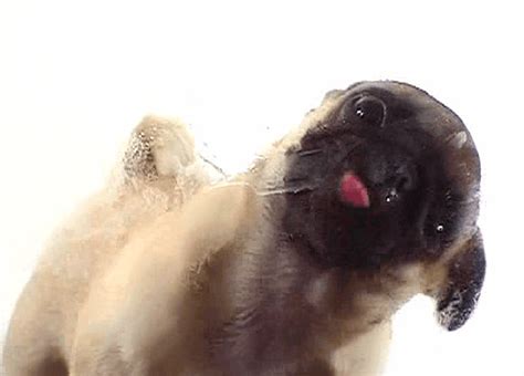 dog licking screen gif|pug licking screen live wallpaper.